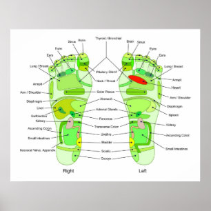 Foot Acupressure Diagram Poster