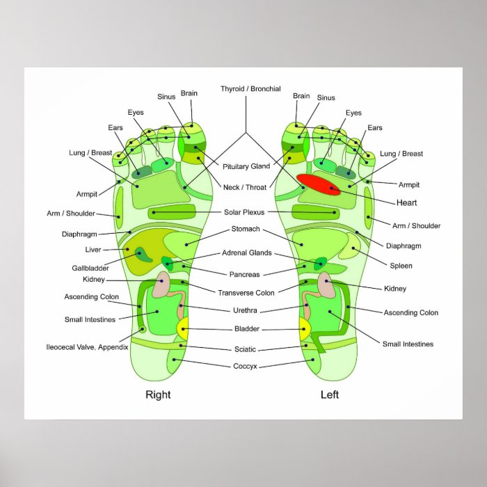 Foot Acupressure Diagram Poster