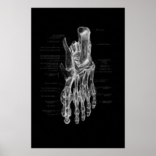 Foot Anatomy Medical Poster 24x36