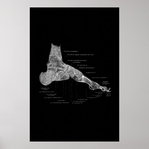 Foot Anatomy Medical Poster 24x36