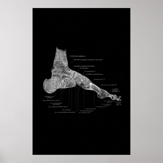 Foot Anatomy Medical Poster 24x36" (Front)