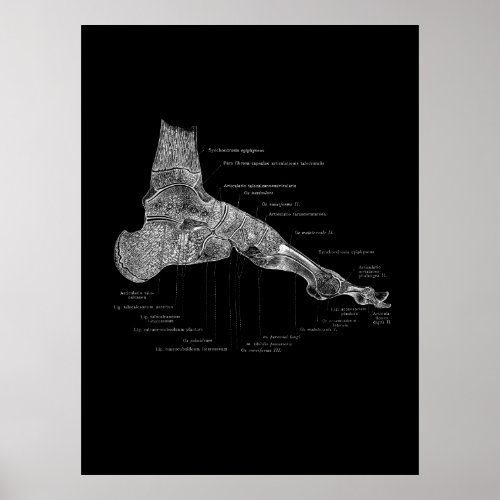 Foot Anatomy Podiatrist Gift Medical Wall Decor