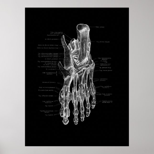 Foot Anatomy Podiatrist Medical Poster (Front)