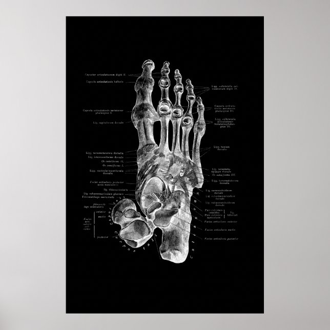 Foot Anatomy Podiatrist Medical Wall Decor (Front)