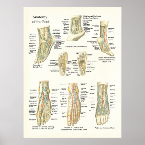 Foot and Ankle Anatomy Poster