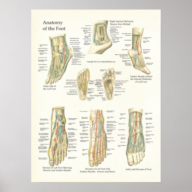 Foot and Ankle Anatomy Poster (Front)