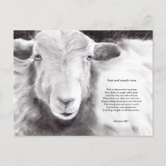 Foot and mouth virus - sheep postcard