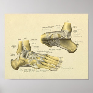 Foot Ankle Anatomy Bones Joints Print