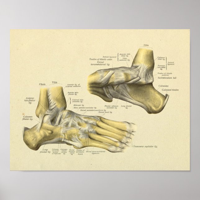 Foot Ankle Anatomy Bones Joints Print (Front)