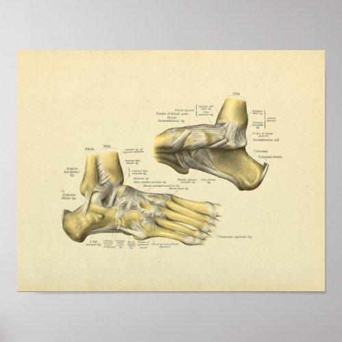 Foot Ankle Anatomy Bones Print