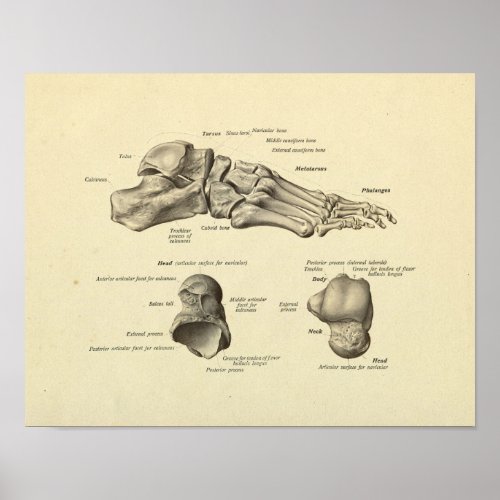 Foot Ankle Anatomy Bones Print