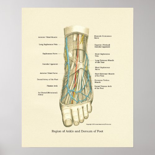 Foot  Ankle Internal Anatomy Poster