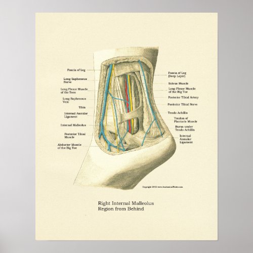 Foot  Ankle Internal Anatomy Poster