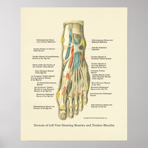 Foot  Ankle Internal Anatomy Poster