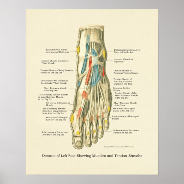 Foot & Ankle Internal Anatomy Poster (Front)