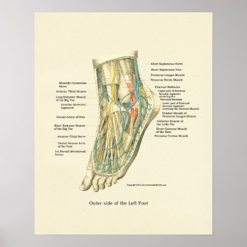 Foot  Ankle Internal Anatomy Poster