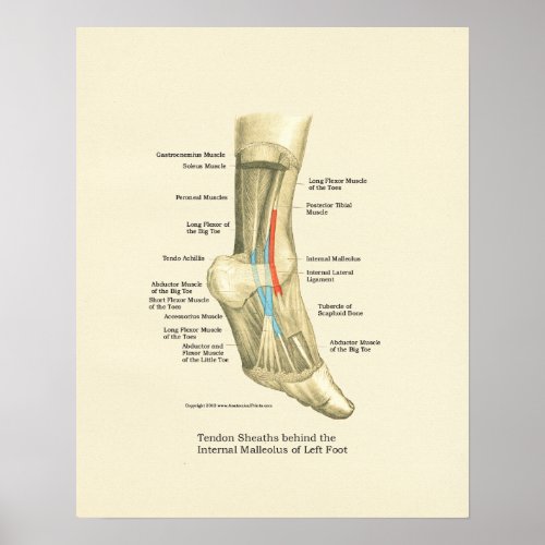 Foot  Ankle Tendons Anatomy Poster