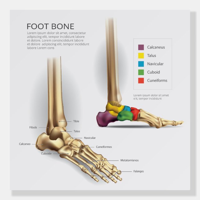 Foot Bone Anatomy Foam Board (Front)