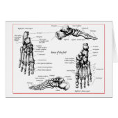 Foot bones. (Front Horizontal)