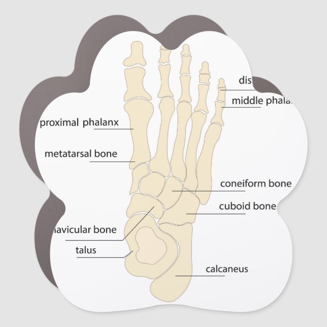Foot bones anatomy car magnet (Front)