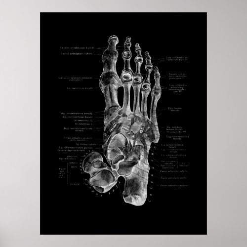 Foot Bones Anatomy Podiatrist Poster