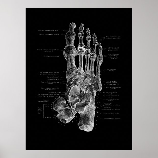Foot Bones Anatomy Podiatrist Poster (Front)