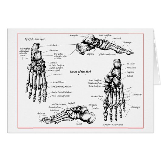 Foot bones. cards (Front Horizontal)