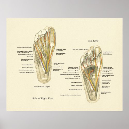 Foot Internal Anatomy Poster