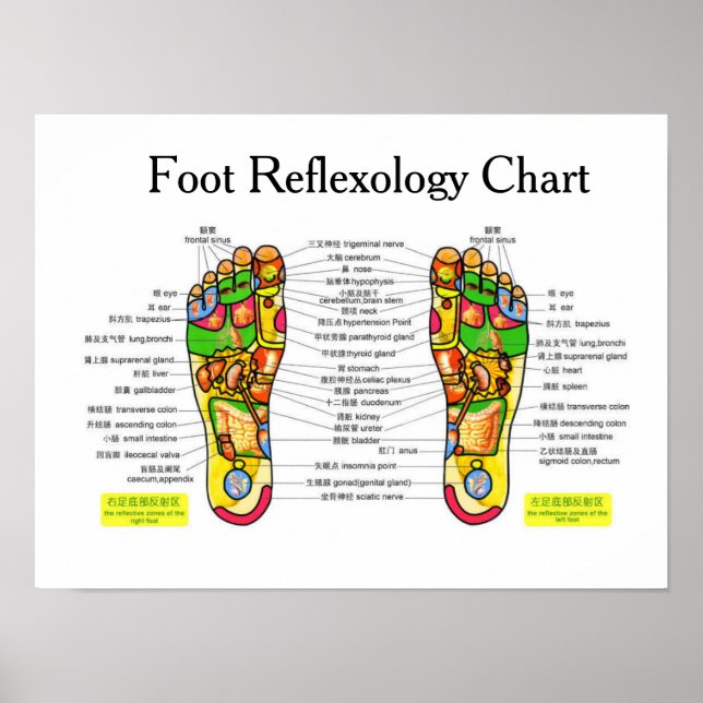 Foot Reflexology -16x12" Poster (Front)