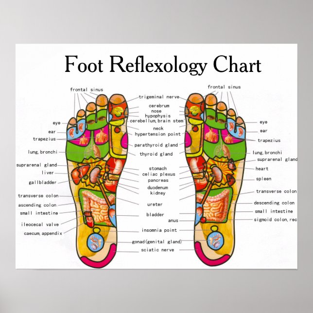 Foot Reflexology - 20x16" Poster (Front)