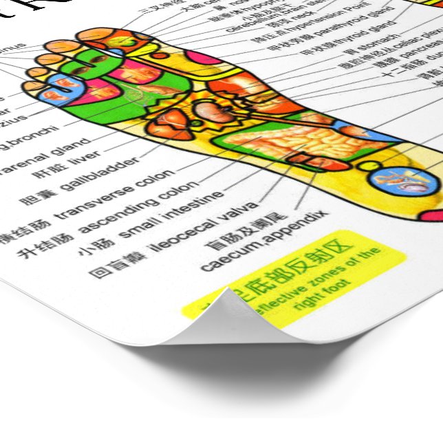 Foot Reflexology Chart 10x7" (Corner)