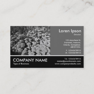 Footed Photo - 60pc Gray - Sedum Autumn Joy (B&W) Business Card