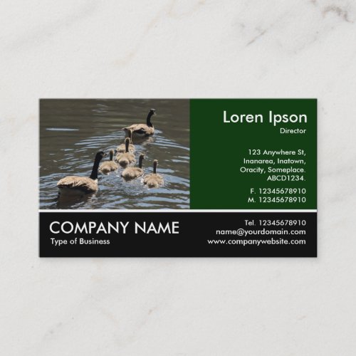 Footed Photo _ Canada Geese with Goslings Business Card