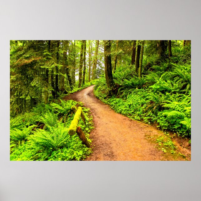 Footpath in Forest Park Poster (Front)