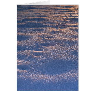 Footprints in Snow Cards