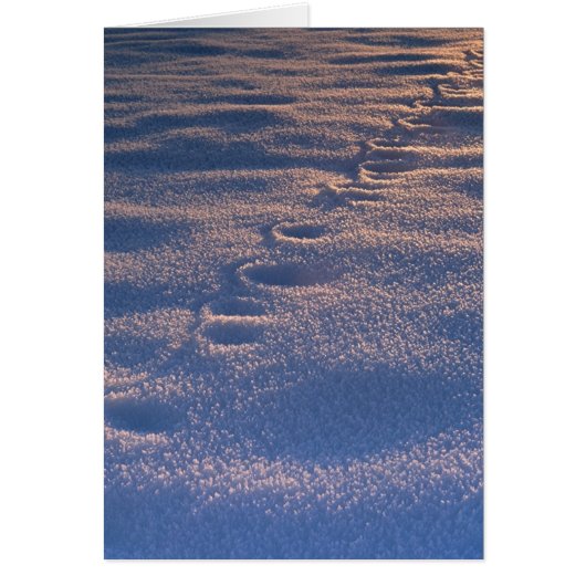 Footprints in Snow Cards (Front)