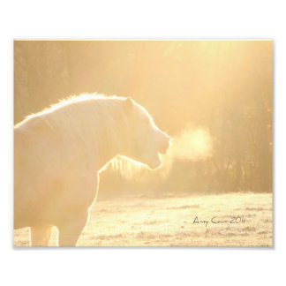 For a horses laughter photo print