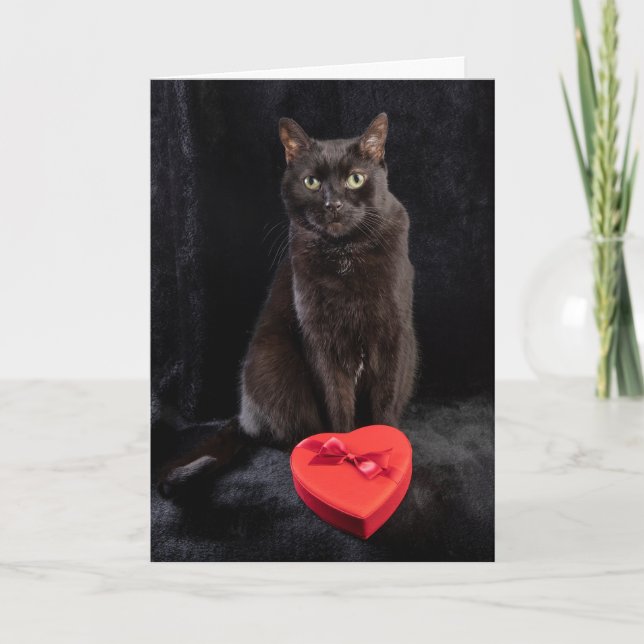 For Anyone Happy Valentines Day Cute Black Cat  Holiday Card (Front)