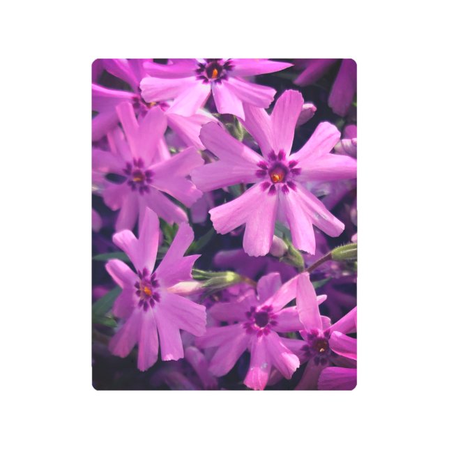 For the Love of Flowers Metal Print (Front)