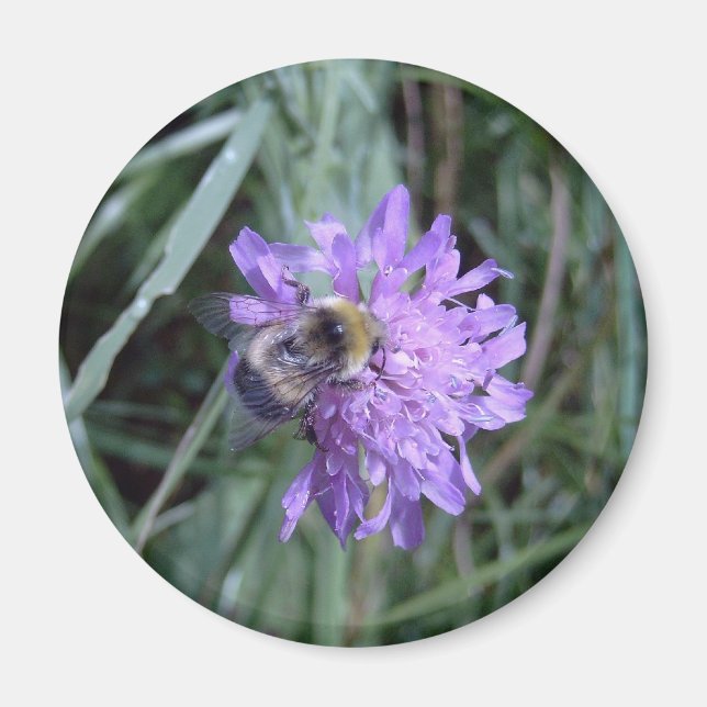 forager magnet (Front)