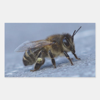 Foraging bee rectangular sticker