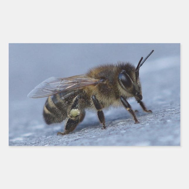 Foraging bee rectangular sticker (Front)