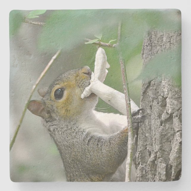 Foraging Squirrel Stone Coaster (Front)