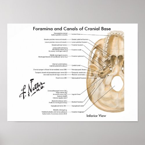 Foramina and Canals of Cranial Base Inferior View Poster