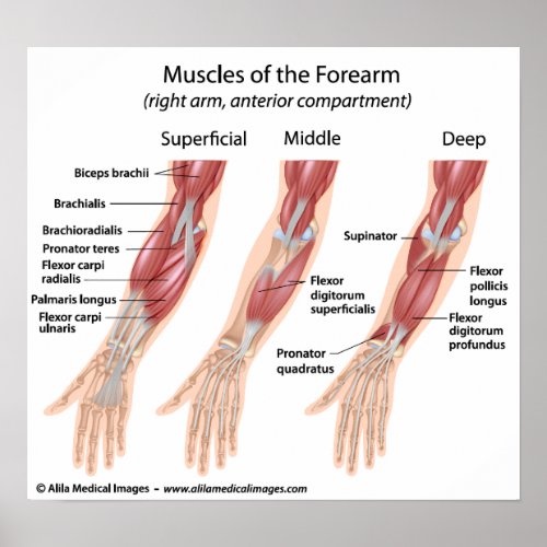 Forearm flexor muscles labeled drawing poster