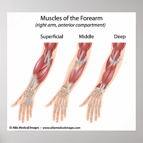 Forearm flexor muscles medical drawing poster