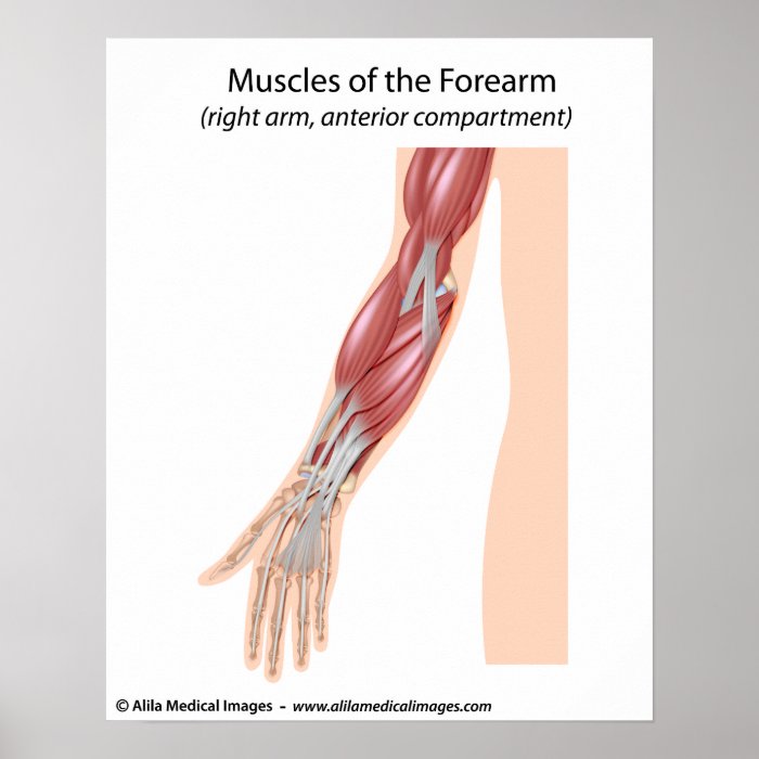 Forearm muscles anterior view posters