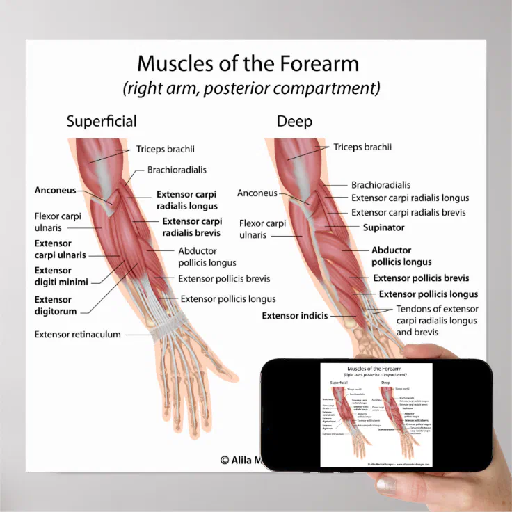 Forearm muscles dorsal compartment poster | Zazzle