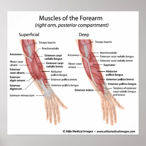 Forearm muscles dorsal compartment posters | Zazzle