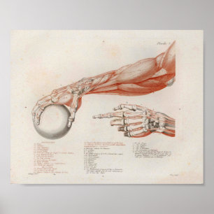 Forearm Muscles Holding Ball Anatomy Print